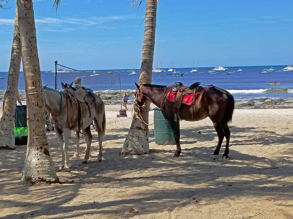 beach horses