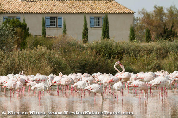 camargue1