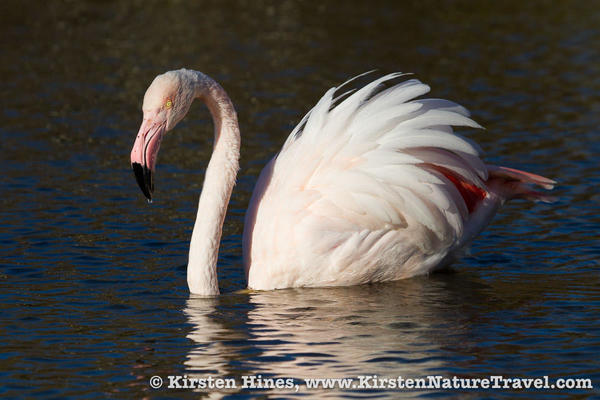 camargue3