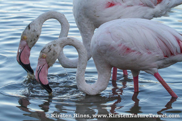 camargue4