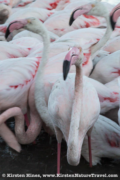 camargue5