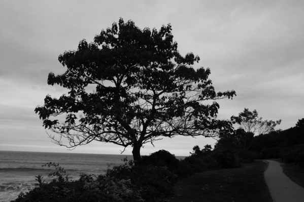 cliff walk tree