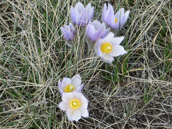 crocuses-02