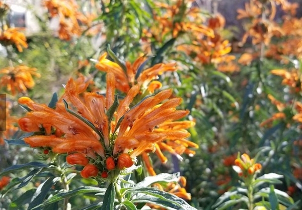 desert botanical garden