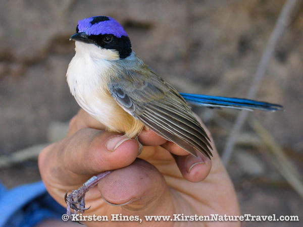 fairywren4