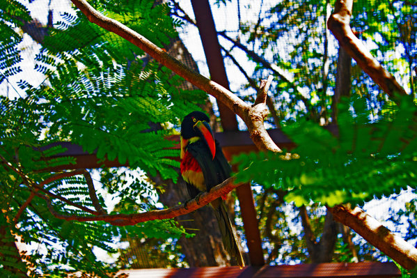 fiery billed aracari