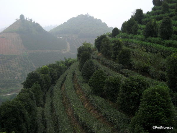 Tea grown in the shade of trees.