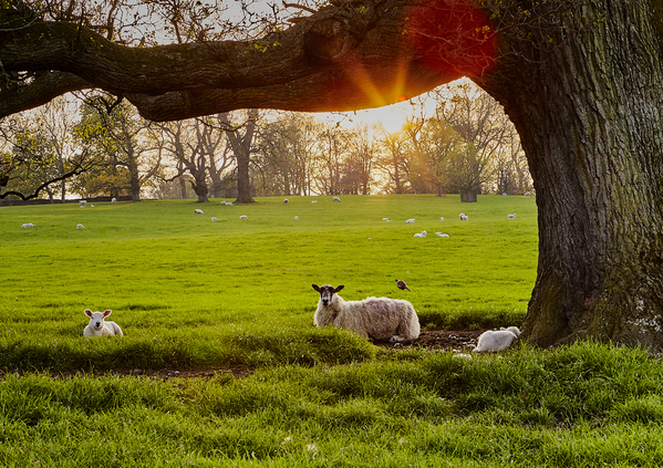 Sunset and resting sheep.