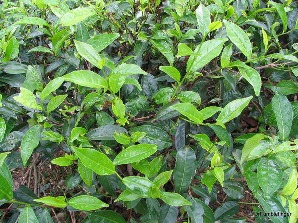 Tea plant, Hill Country, Sri Lanka