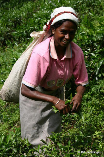 Tea Plucker, Hill Country Sri Lanka