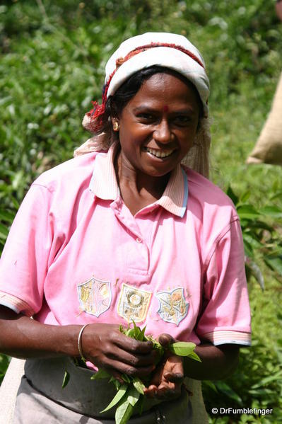 Tea Plucker, Hill Country Sri Lanka