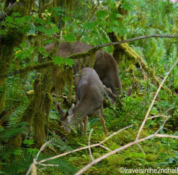 hoh rainforest 04