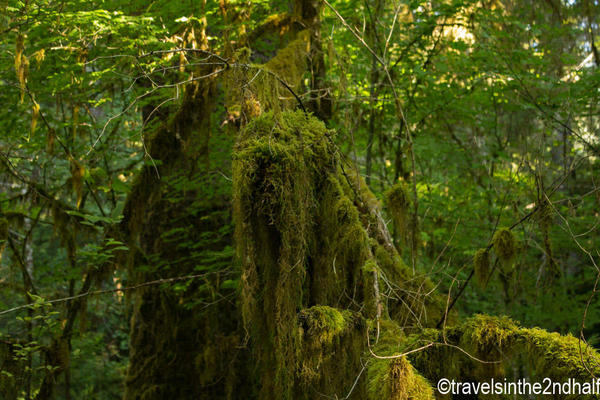 hoh rainforest 06