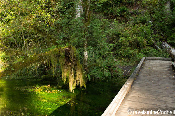 hoh rainforest 07