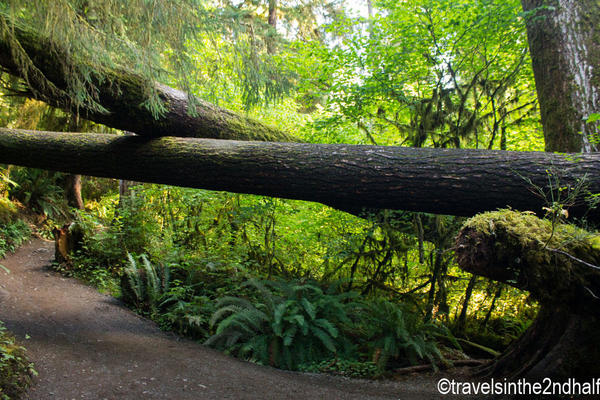 hoh rainforest 12