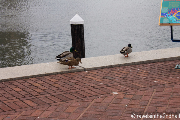 inner Harbor 02