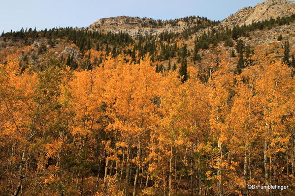 Fall colors, Kananaskis Country