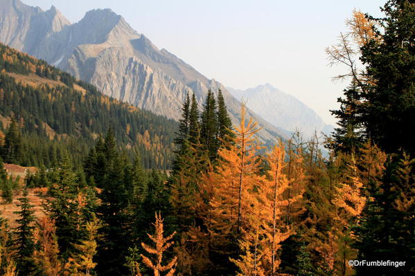 Fall colors, Highwood Pass, Kananaskis Country