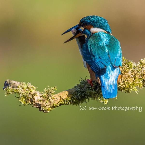 kingfisher