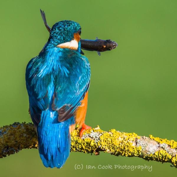 kingfisher 3