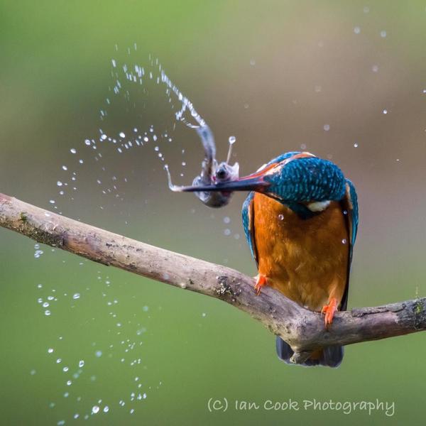 kingfisher 4