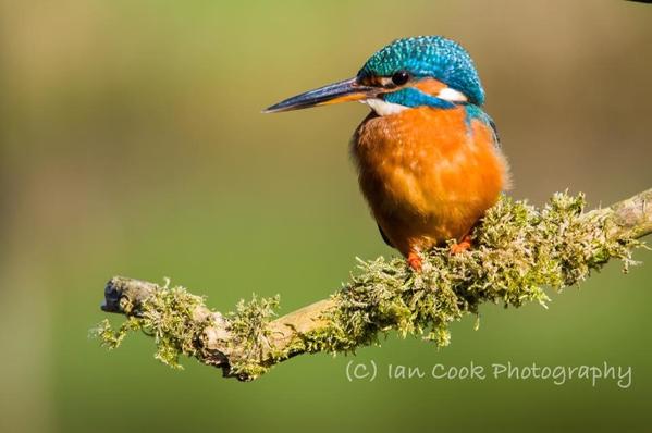 kingfisher female 3