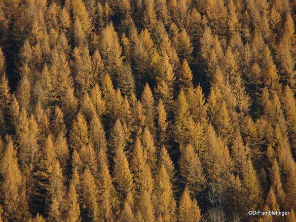 larches-2013-003