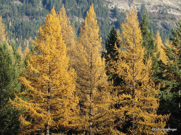 larches-2013-004