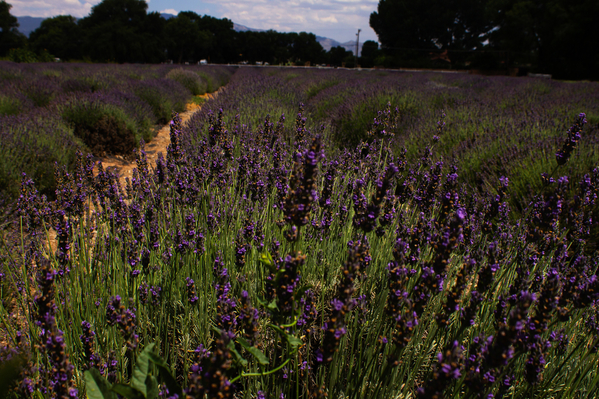 lavender