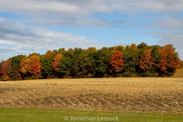 leaf_peeping_2020 -1