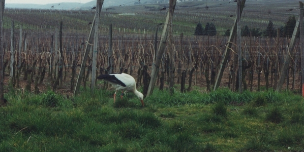 lone stork