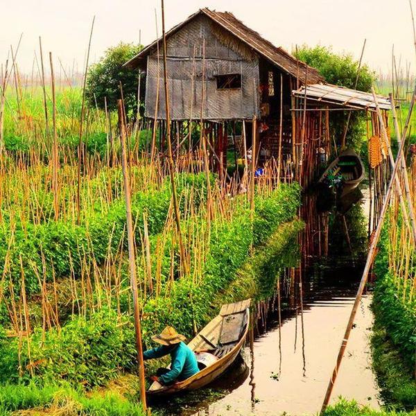 myanmar floating garden