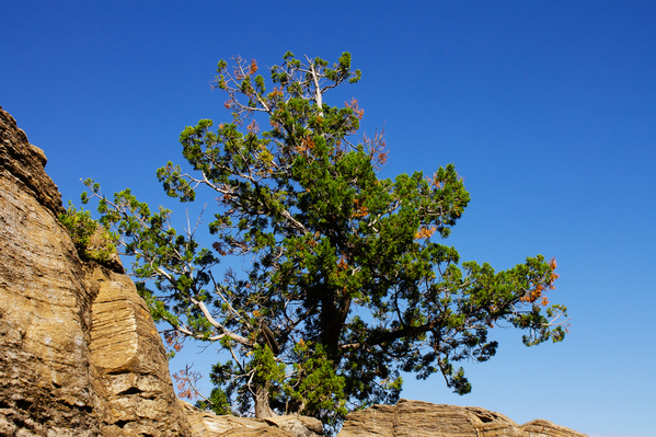 nambe tree 02