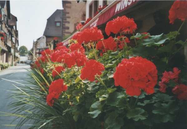 obernai street flowers