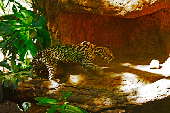 ocelot 02