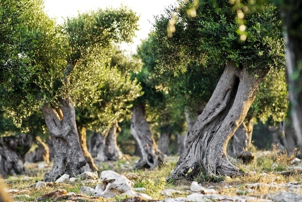 olive groves