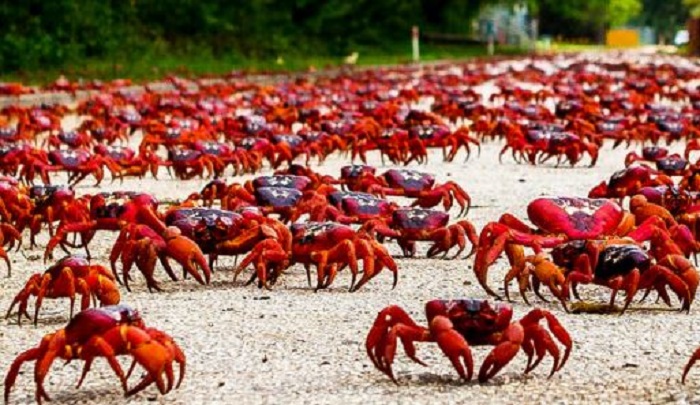 The Red crabs of Christmas Island, Australia ~ Amazing World Reality | Most Beautiful Places In The World To Travel | Most Mysterious Events