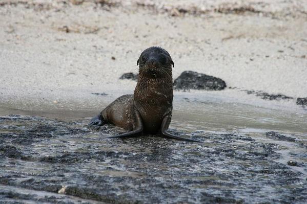 sea lion galapagos