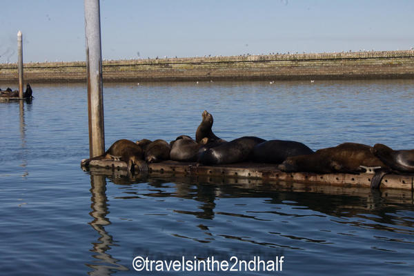 sealions 04