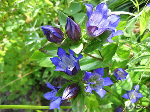 Wildflowers at Stevens Lake, Idaho