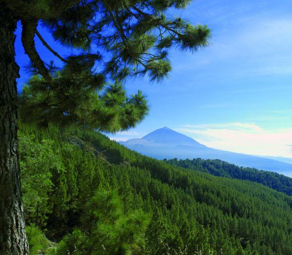 tenerife-pine-tree-forest