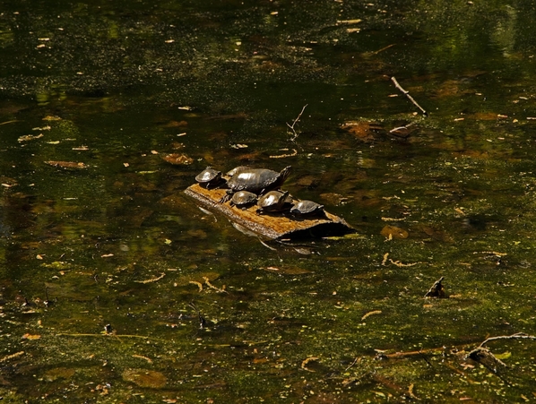 turtles