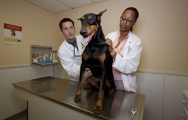 veterinarians-739252_1280