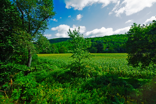 view 01 corn field