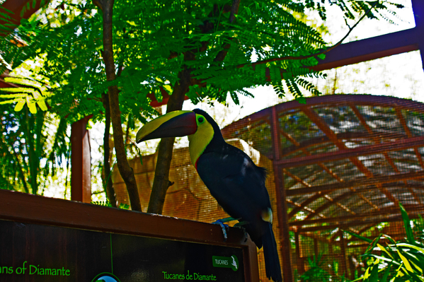 yellow toucan 01